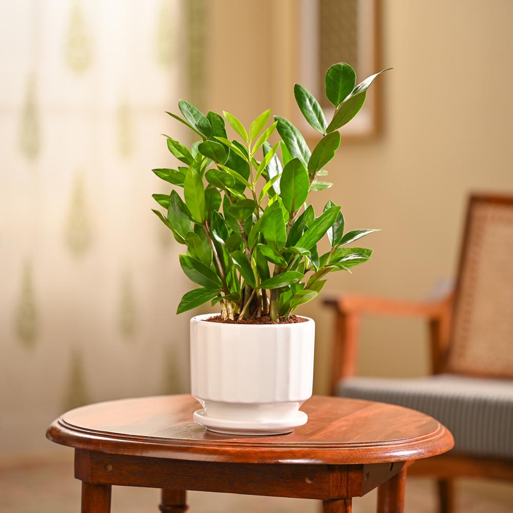 ZZ Plant