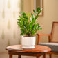 ZZ Plant