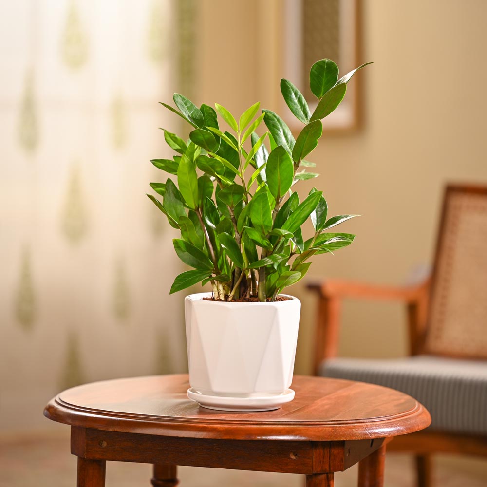 ZZ Plant
