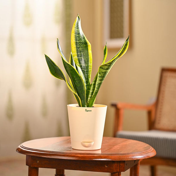 NUPL0393KIY