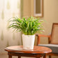 Chlorophytum Spider Plant