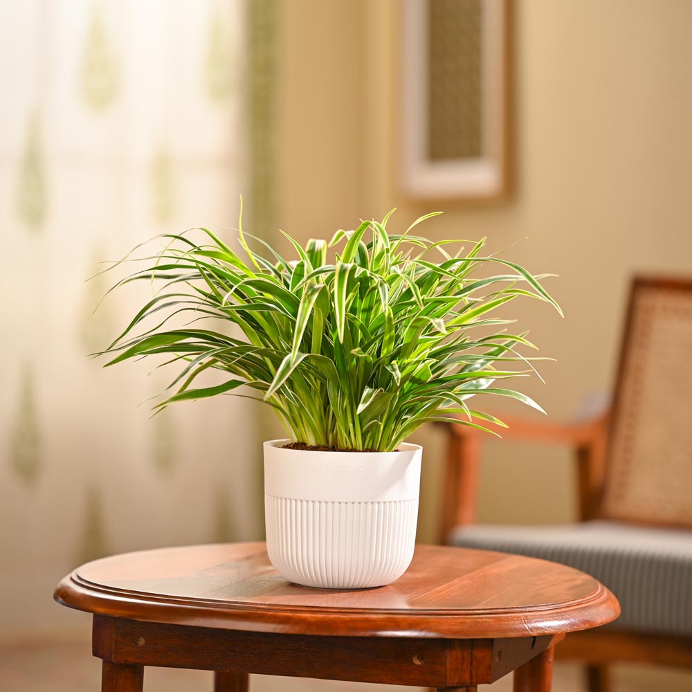 Chlorophytum Spider Plant