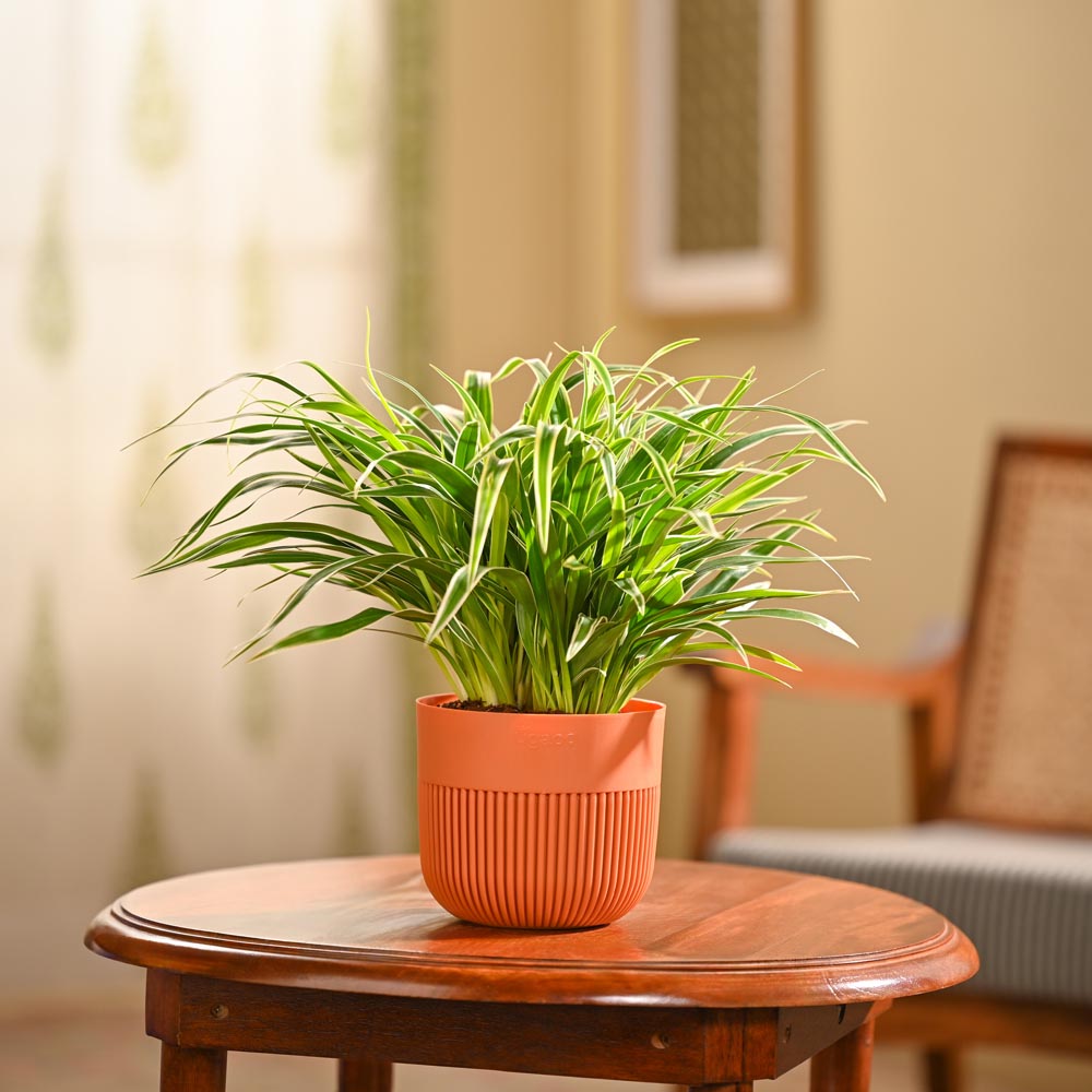 Chlorophytum Spider Plant