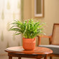 Chlorophytum Spider Plant