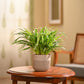 Chlorophytum Spider Plant