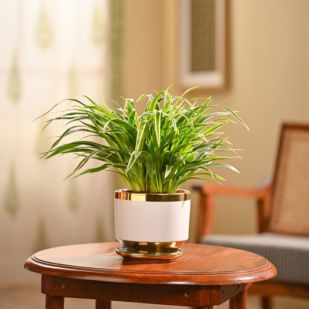 Chlorophytum Spider Plant