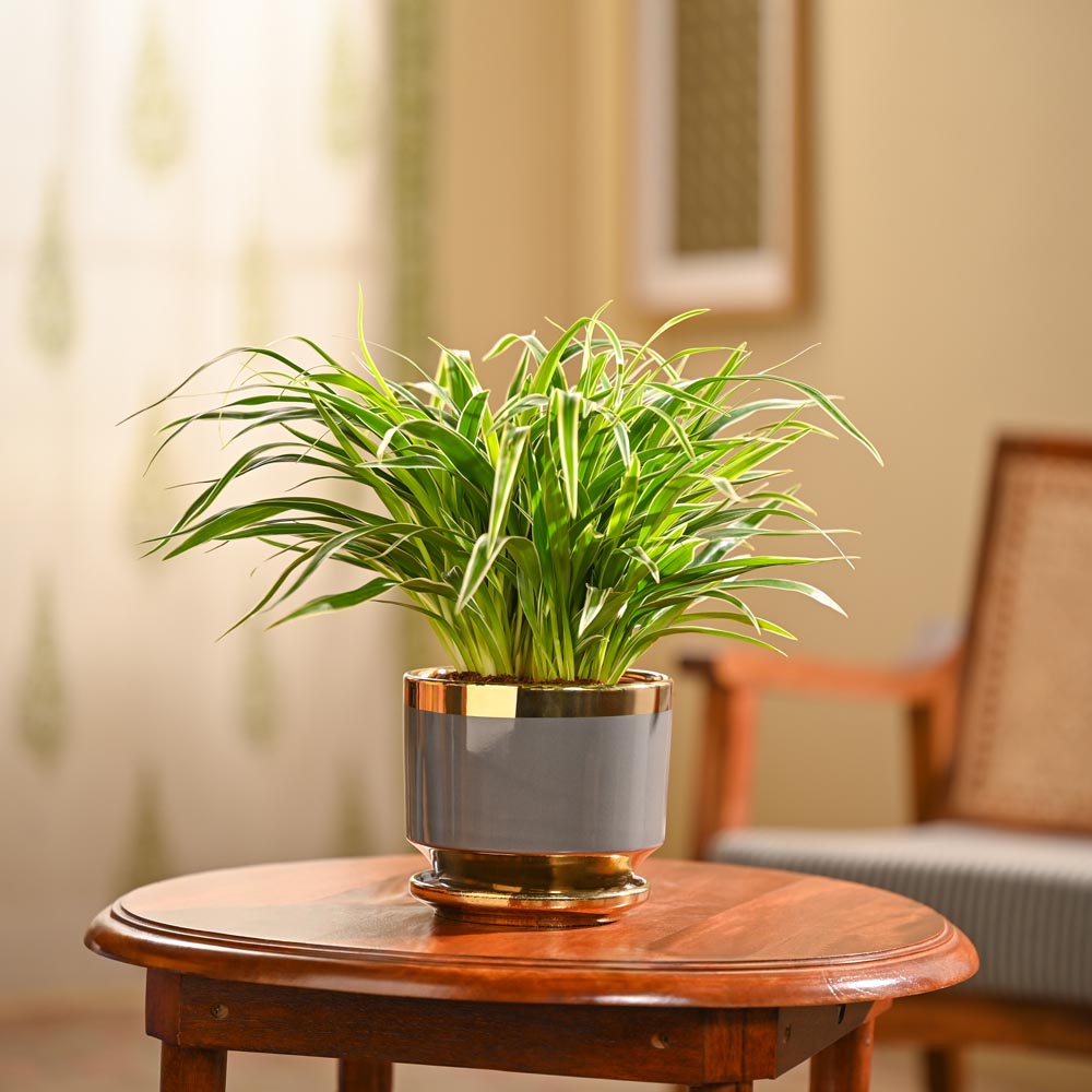 Chlorophytum Spider Plant