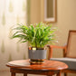 Chlorophytum Spider Plant