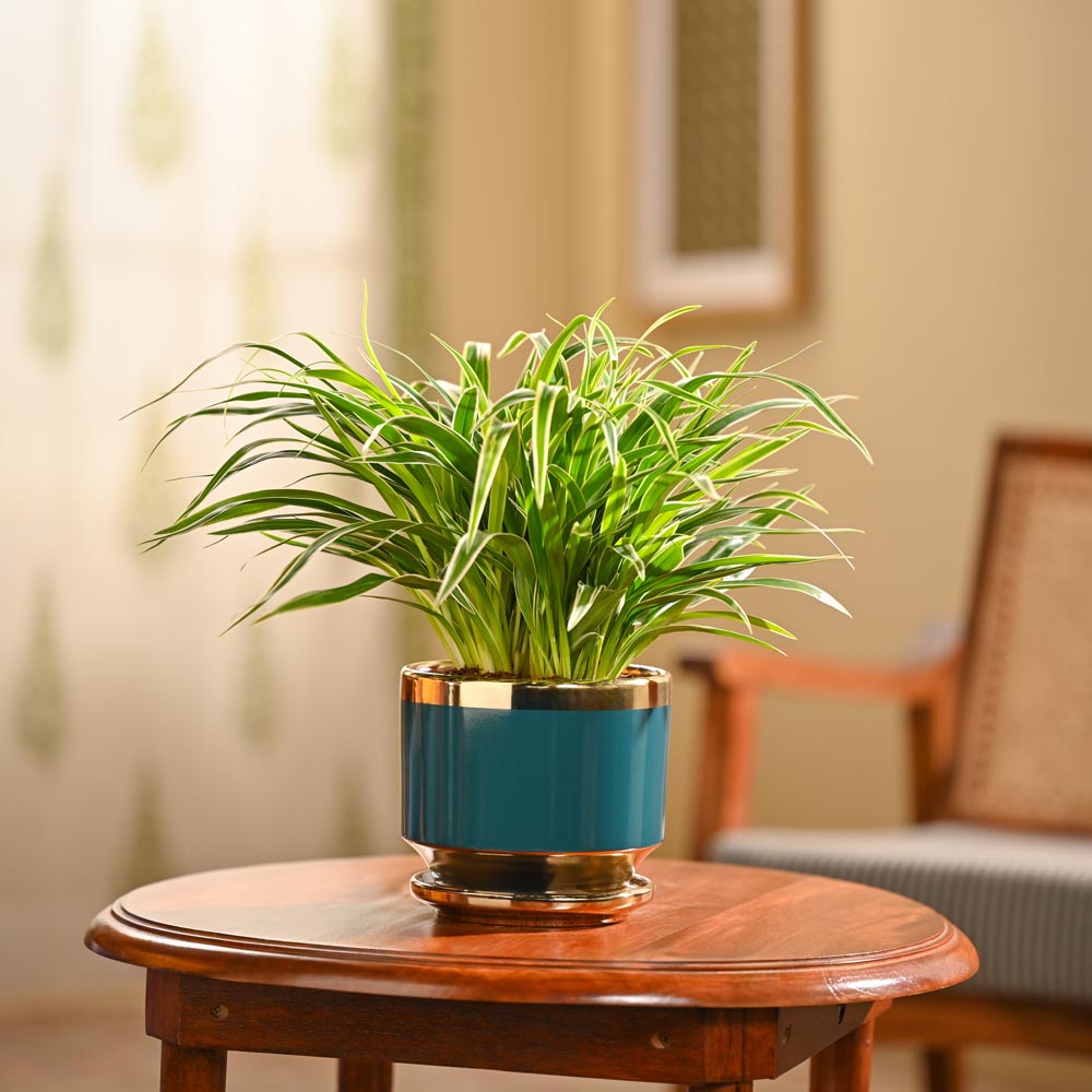Chlorophytum Spider Plant