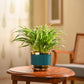 Chlorophytum Spider Plant