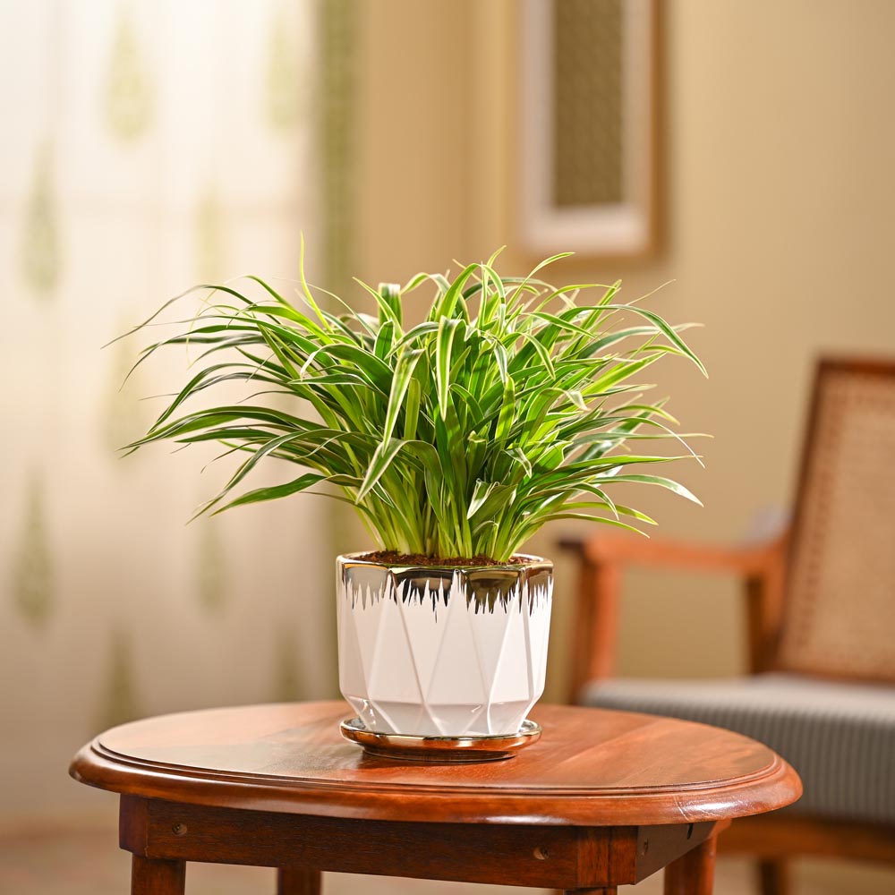 Chlorophytum Spider Plant