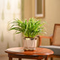 Chlorophytum Spider Plant