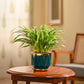 Chlorophytum Spider Plant