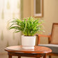 Chlorophytum Spider Plant