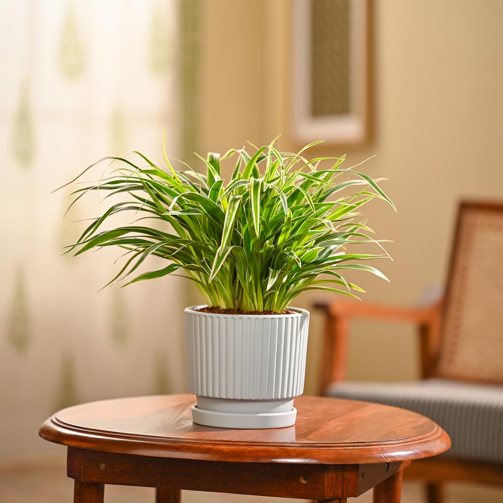 Chlorophytum Spider Plant