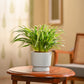 Chlorophytum Spider Plant
