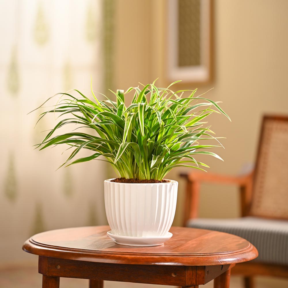 Chlorophytum Spider Plant
