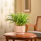 Chlorophytum Spider Plant