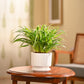Chlorophytum Spider Plant