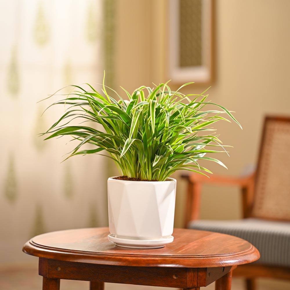 Chlorophytum Spider Plant
