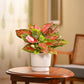 Aglaonema Pink Beauty Plant - Medium