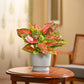 Aglaonema Pink Beauty Plant - Medium
