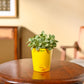 Fittonia Green Plant (Nerve Plant)