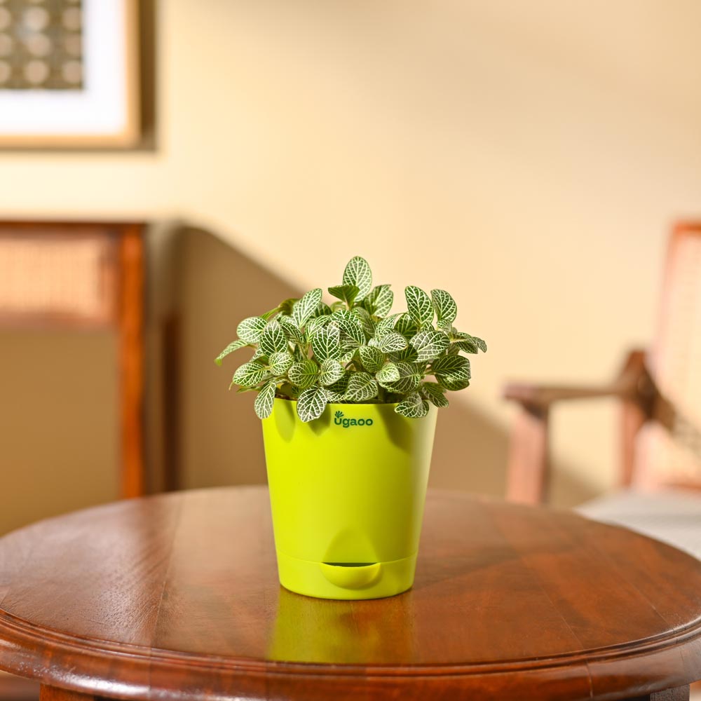Fittonia Green Plant (Nerve Plant)
