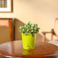 Fittonia Green Plant (Nerve Plant)
