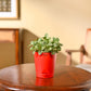 Fittonia Green Plant (Nerve Plant)