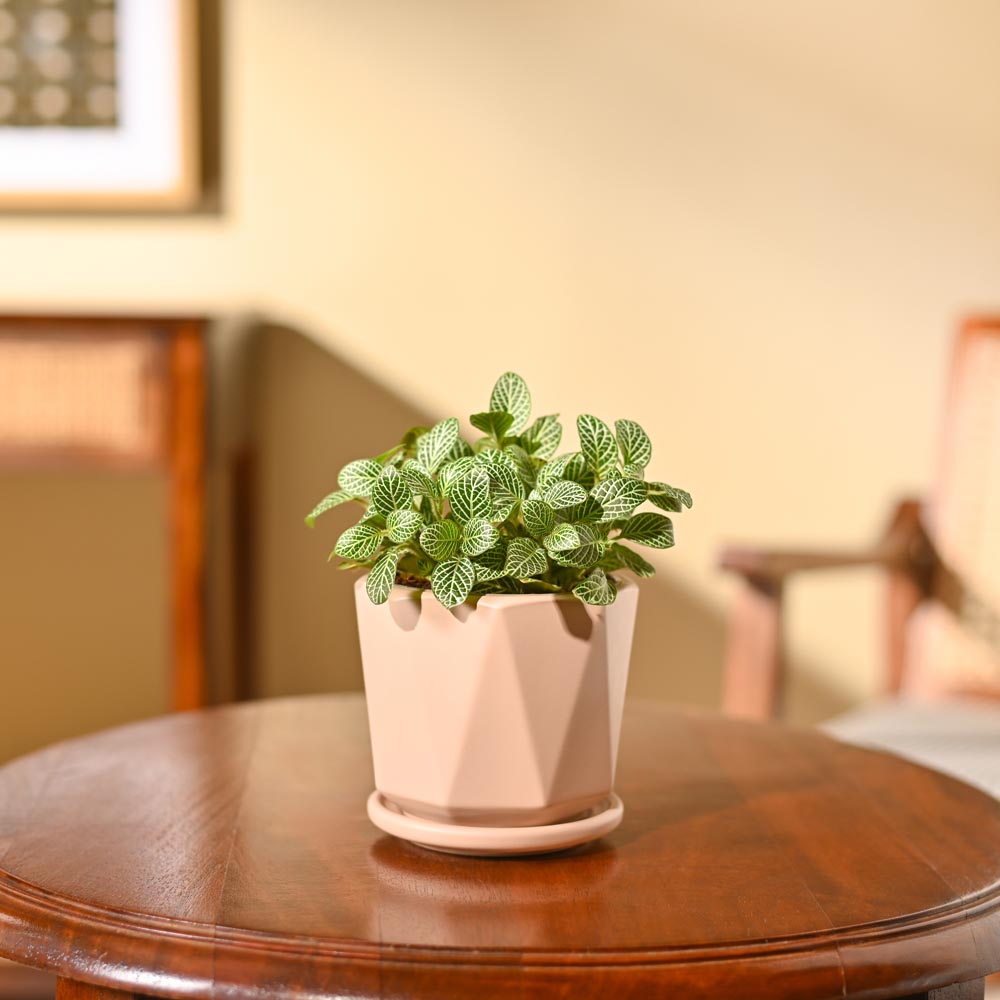 Fittonia Green Plant (Nerve Plant)