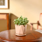 Fittonia Green Plant (Nerve Plant)