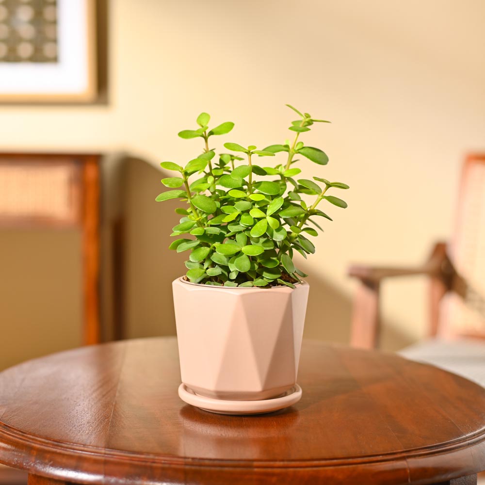 Jade Mini Plant