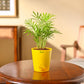 Bamboo Palm Plant