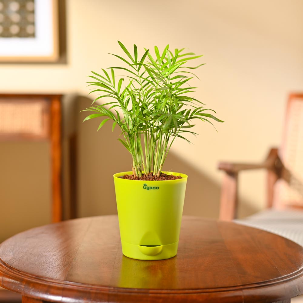 Bamboo Palm Plant