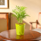 Bamboo Palm Plant