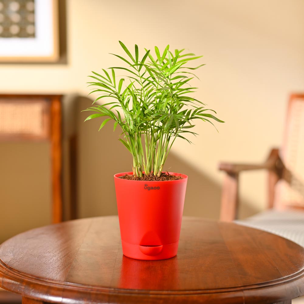 Bamboo Palm Plant