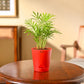 Bamboo Palm Plant