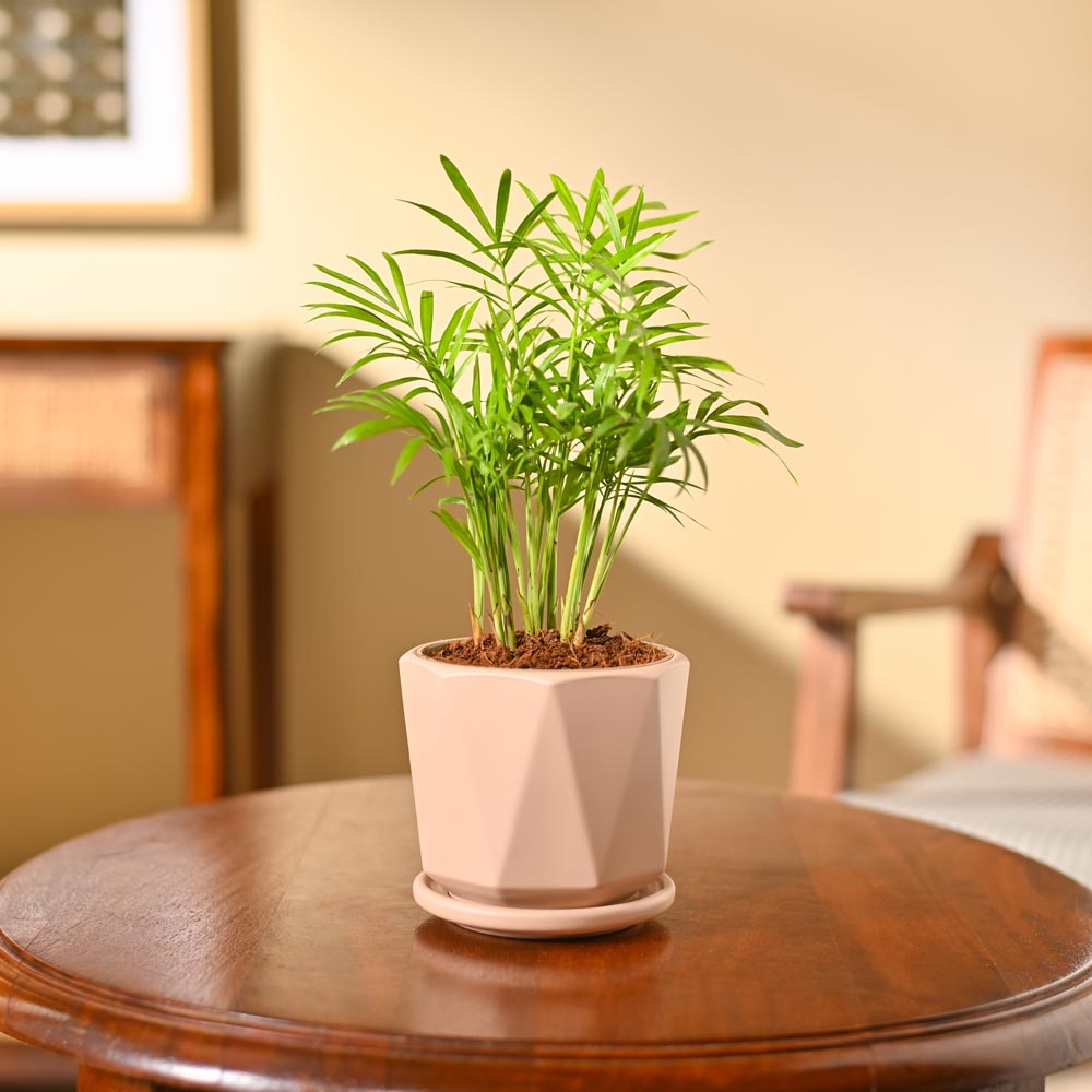 Bamboo Palm Plant