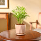 Bamboo Palm Plant