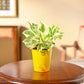 Money Plant N&
