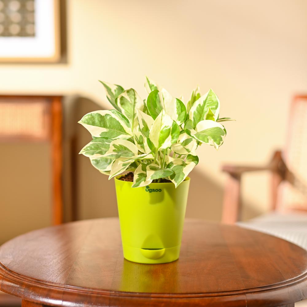 Money Plant N&
