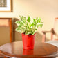 Money Plant N&