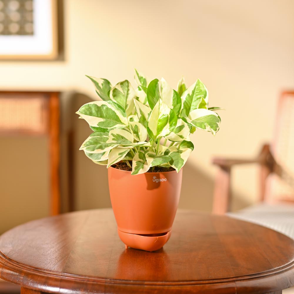 Money Plant N&