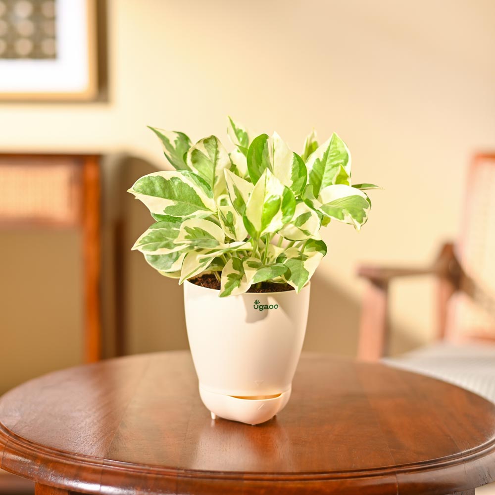 Money Plant N&