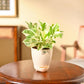 Money Plant N&