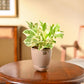 Money Plant N&