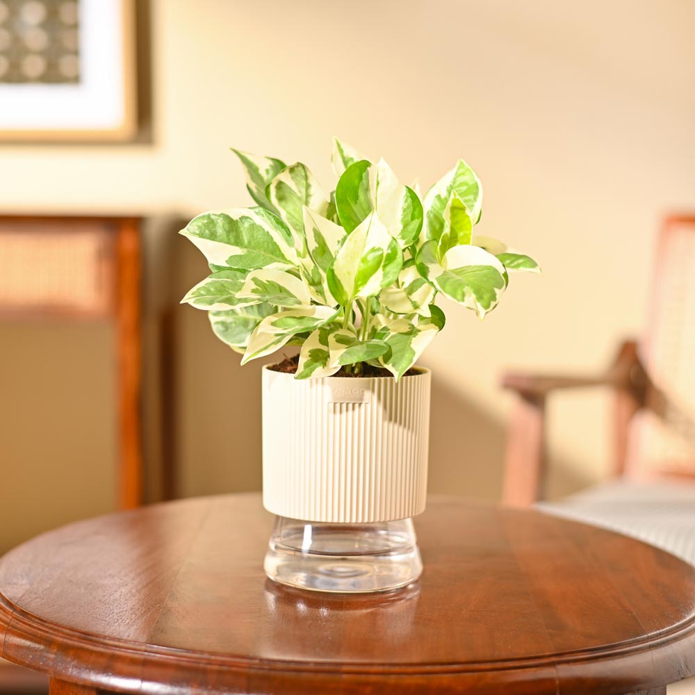 Money Plant N&