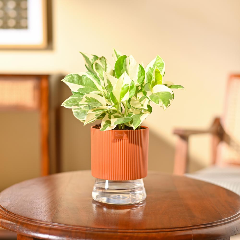 Money Plant N&