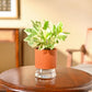 Money Plant N&